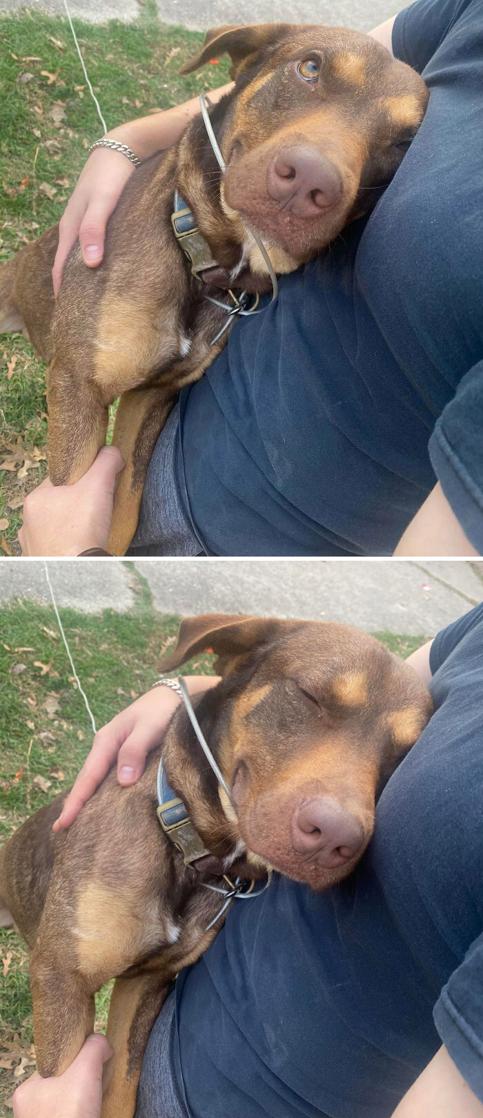 No había visto a mi perro en unos días, esta fue su reacción durante 5 minutos seguidos