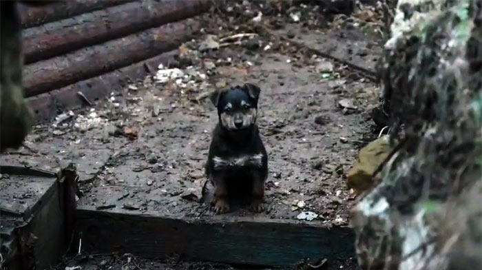Este cachorro rescatado por soldados ucranianos se convierte en un fiel perro guardián