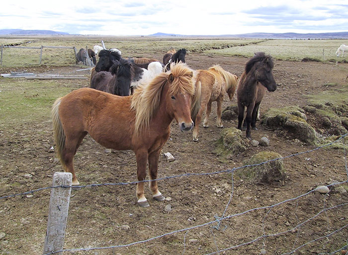 El misterioso caso de la pata de caballo desmembrada