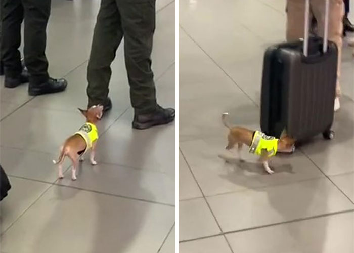 Un video capta al más diminuto perro policía haciendo rondas por un aeropuerto y acumula 9 millones de visitas