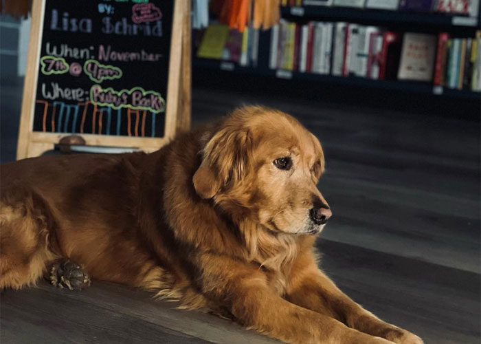 Esta librería se vuelve incluso más mágica cuando un Golden retriever se convierte en el jefe