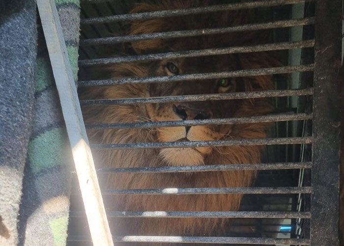 Un león y un lobo son transportados con grúa a una miniván conducida por 3 británicos para salvarlos