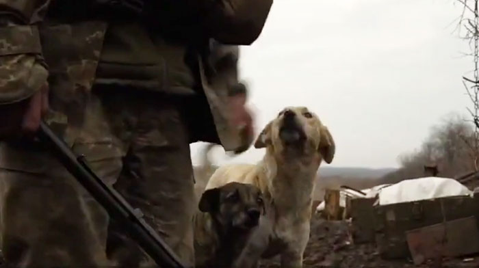 Este cachorro rescatado por soldados ucranianos se convierte en un fiel perro guardián
