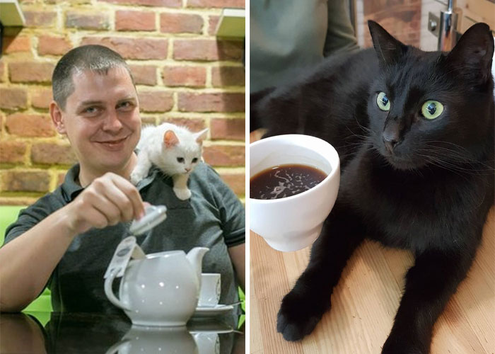“Nunca abandonaríamos nuestro país”: Esta cafetería de gatos ucraniana permanece abierta durante la guerra