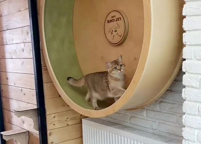 “Nunca abandonaríamos nuestro país”: Esta cafetería de gatos ucraniana permanece abierta durante la guerra
