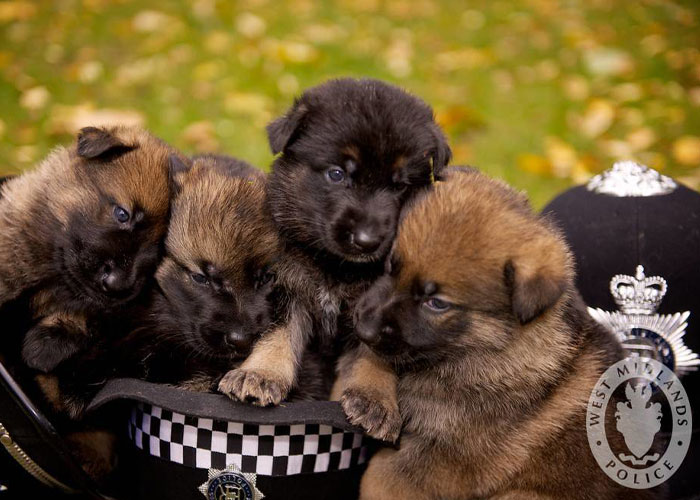 Un video capta al más diminuto perro policía haciendo rondas por un aeropuerto y acumula 9 millones de visitas