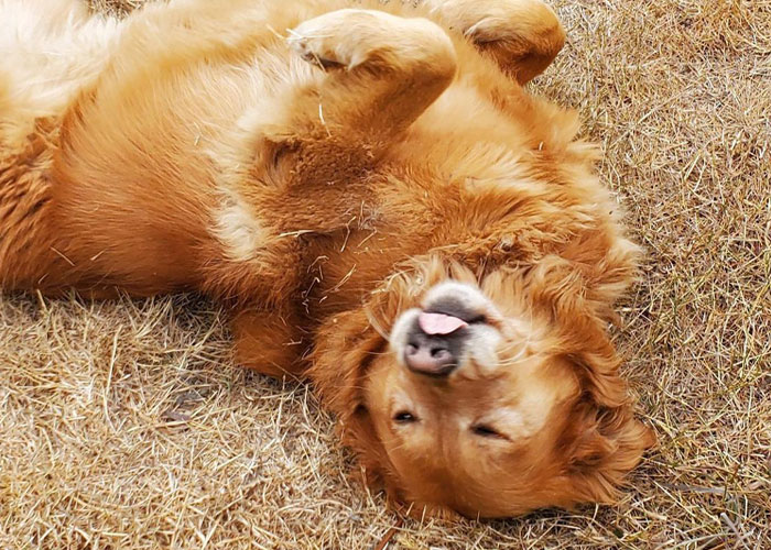 Esta librería se vuelve incluso más mágica cuando un Golden retriever se convierte en el jefe