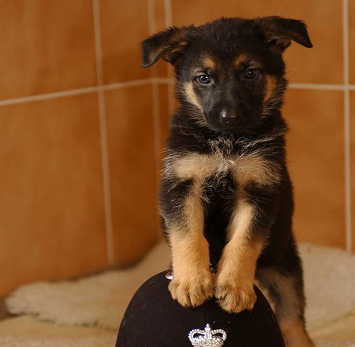 Un video capta al más diminuto perro policía haciendo rondas por un aeropuerto y acumula 9 millones de visitas