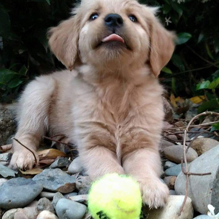 Esta librería se vuelve incluso más mágica cuando un Golden retriever se convierte en el jefe