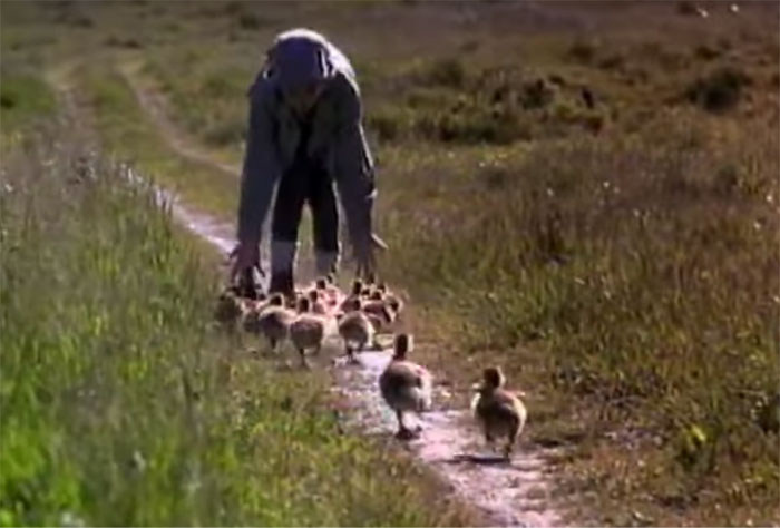 Volando a casa (1996)