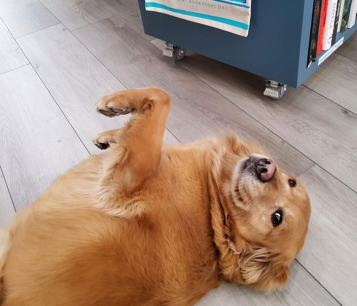 Esta librería se vuelve incluso más mágica cuando un Golden retriever se convierte en el jefe