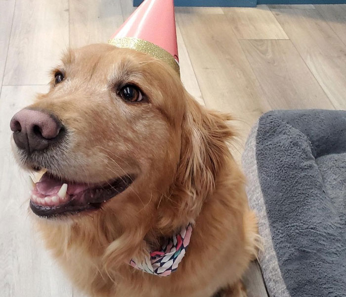 Esta librería se vuelve incluso más mágica cuando un Golden retriever se convierte en el jefe