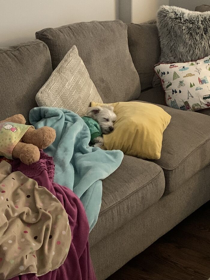 ¿Almohada? Comprobado. ¿Manta? Comprobado. Sabe cómo vivir como un perro de una forma épica