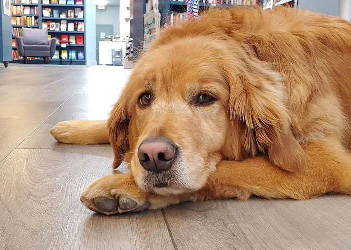 Esta librería se vuelve incluso más mágica cuando un Golden retriever se convierte en el jefe