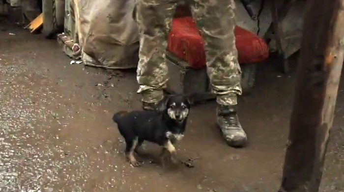 Este cachorro rescatado por soldados ucranianos se convierte en un fiel perro guardián