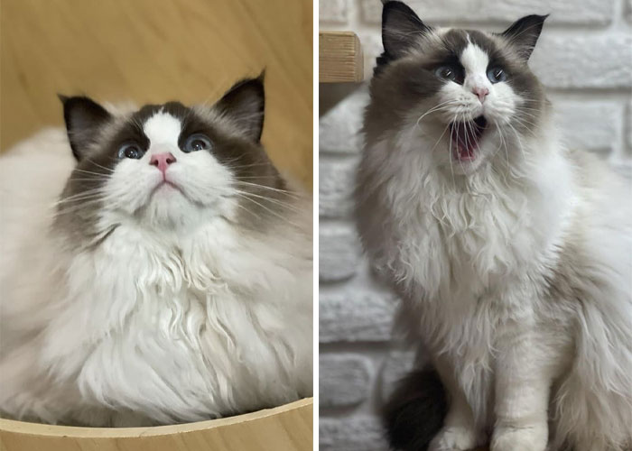 “Nunca abandonaríamos nuestro país”: Esta cafetería de gatos ucraniana permanece abierta durante la guerra