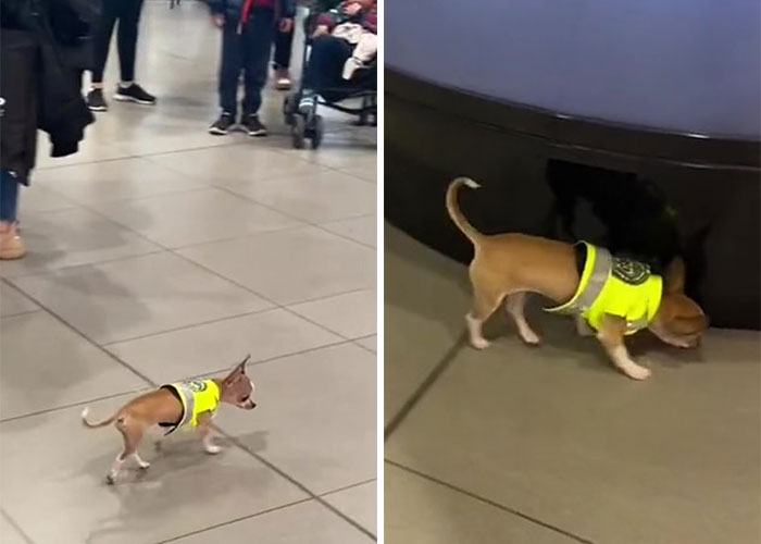 Un video capta al más diminuto perro policía haciendo rondas por un aeropuerto y acumula 9 millones de visitas
