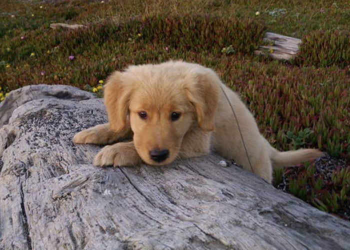 Esta librería se vuelve incluso más mágica cuando un Golden retriever se convierte en el jefe