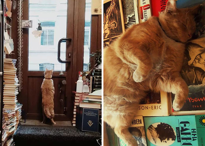 Esta librería se vuelve incluso más mágica cuando un Golden retriever se convierte en el jefe