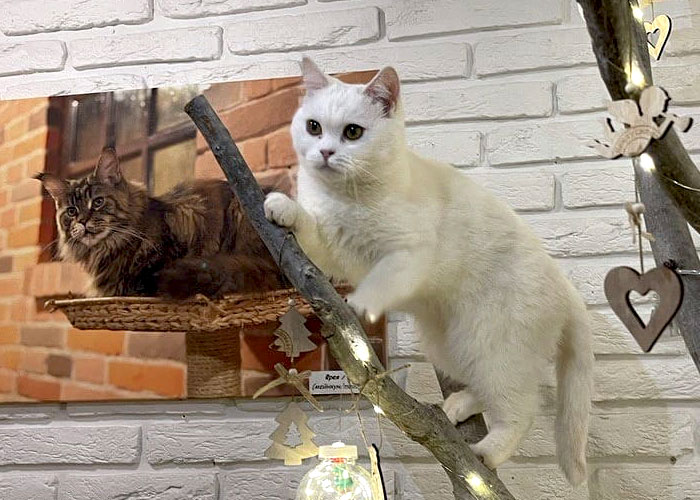 “Nunca abandonaríamos nuestro país”: Esta cafetería de gatos ucraniana permanece abierta durante la guerra