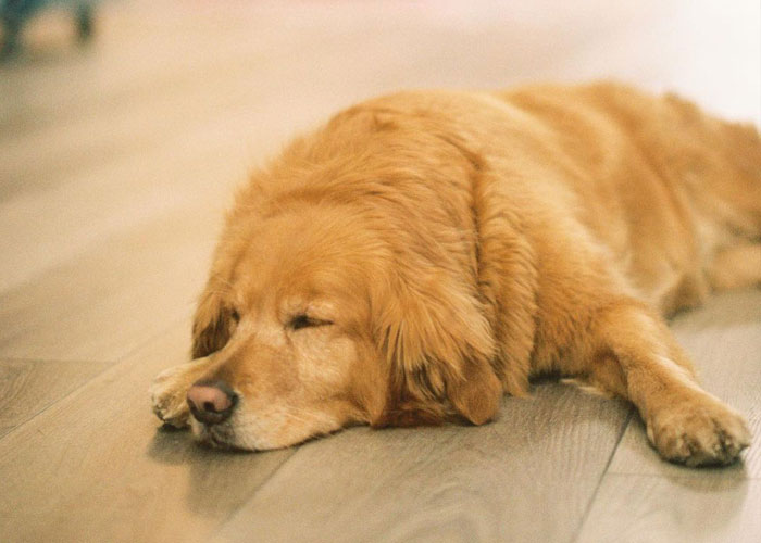 Esta librería se vuelve incluso más mágica cuando un Golden retriever se convierte en el jefe