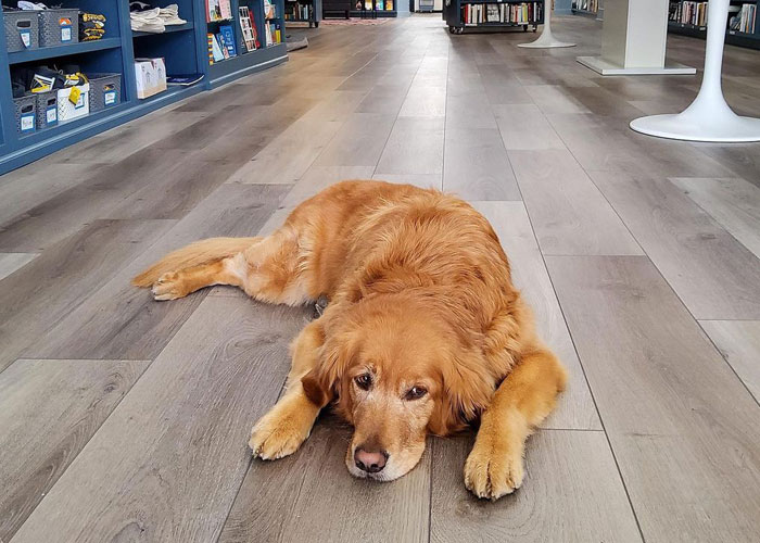 Esta librería se vuelve incluso más mágica cuando un Golden retriever se convierte en el jefe