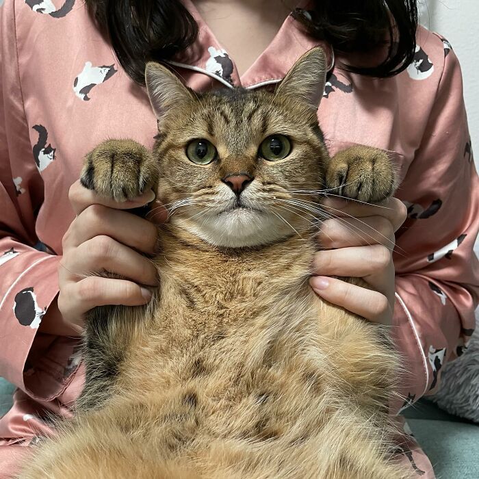 Se vuelve viral este gato con pantuflas hechas de su propio pelaje