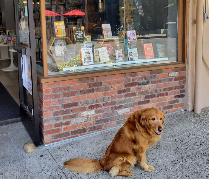 Esta librería se vuelve incluso más mágica cuando un Golden retriever se convierte en el jefe