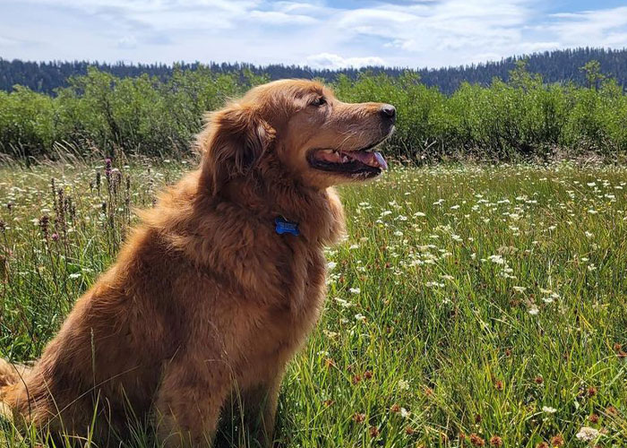 Esta librería se vuelve incluso más mágica cuando un Golden retriever se convierte en el jefe