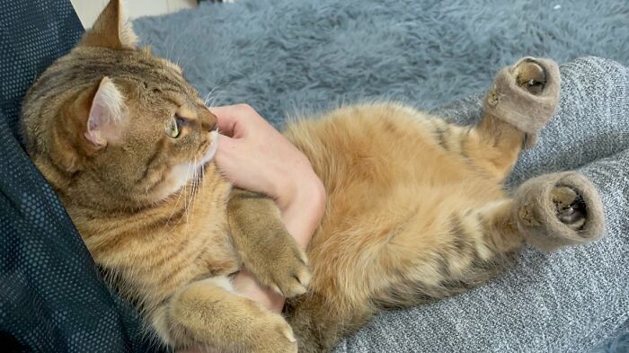Se vuelve viral este gato con pantuflas hechas de su propio pelaje