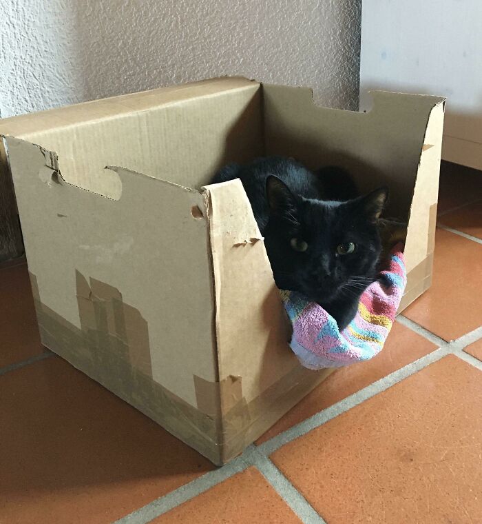 Esta caja de cartón es ahora su lugar favorito (toalla súper vieja incluida)