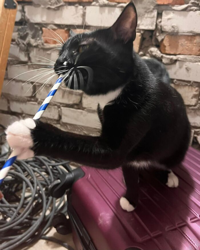“Todo cambió cuando empezó la guerra”: Así se vive en un refugio antibombas de Kyiv cuando eres un gato