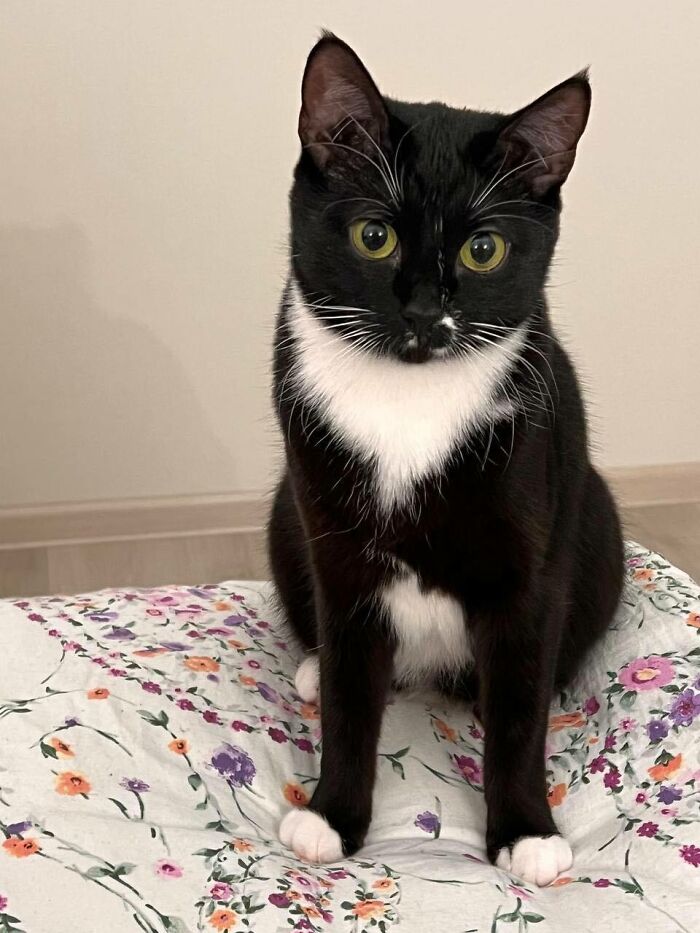 “Todo cambió cuando empezó la guerra”: Así se vive en un refugio antibombas de Kyiv cuando eres un gato