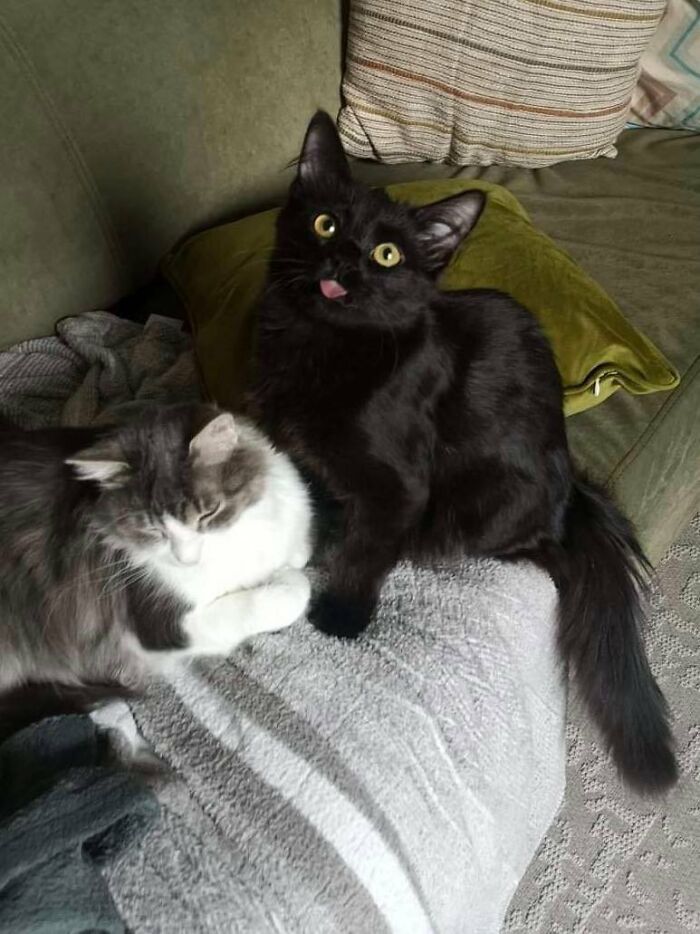 “Todo cambió cuando empezó la guerra”: Así se vive en un refugio antibombas de Kyiv cuando eres un gato