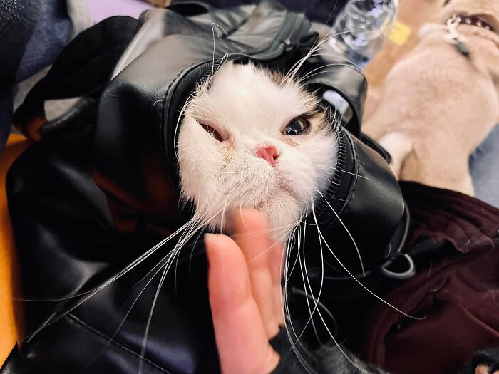 “Todo cambió cuando empezó la guerra”: Así se vive en un refugio antibombas de Kyiv cuando eres un gato