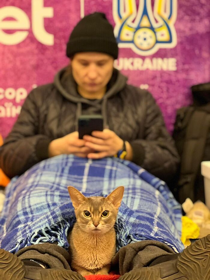 “Todo cambió cuando empezó la guerra”: Así se vive en un refugio antibombas de Kyiv cuando eres un gato