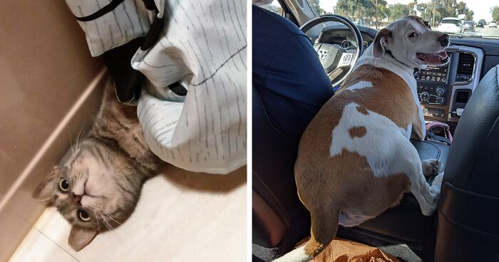 40 Mascotas que son unas auténticas tontorronas, compartidas por la comunidad Panda