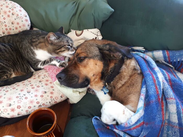 Mi perro se lastimó la pata mientras nadaba. Está bien, pero estaba haciendo pucheros, así que mi gato decidió consolarlo