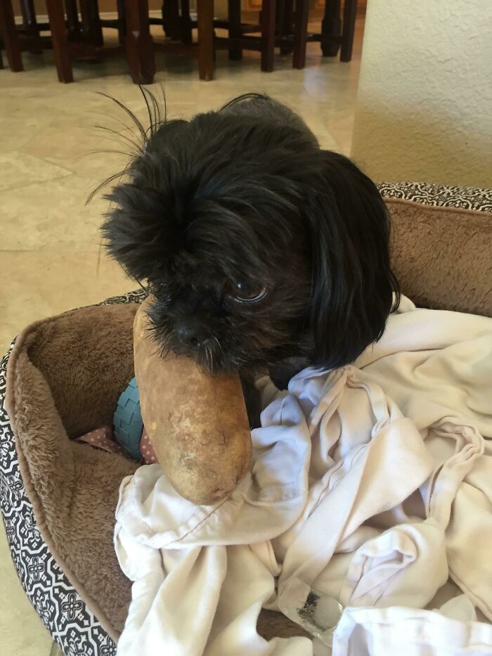 Charlie robó una papa esta mañana