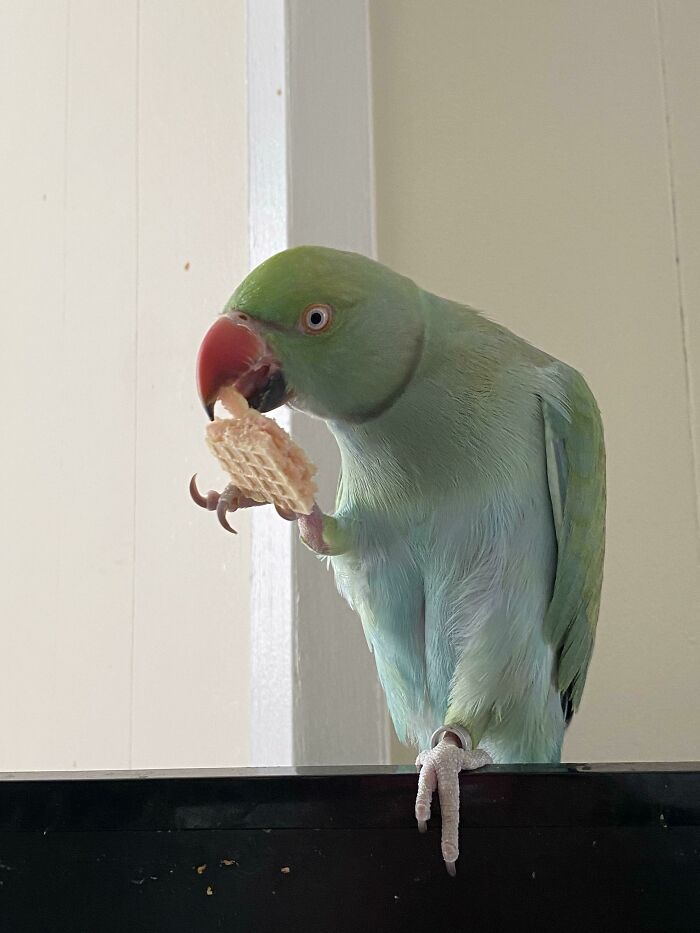 Alguien me robó mi bocadillo