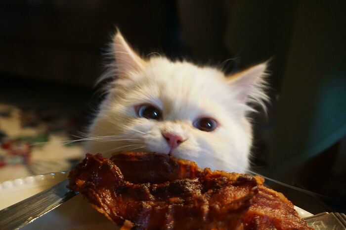Les presento al ladrón de tocino. Foto tomada en la mañana de Navidad