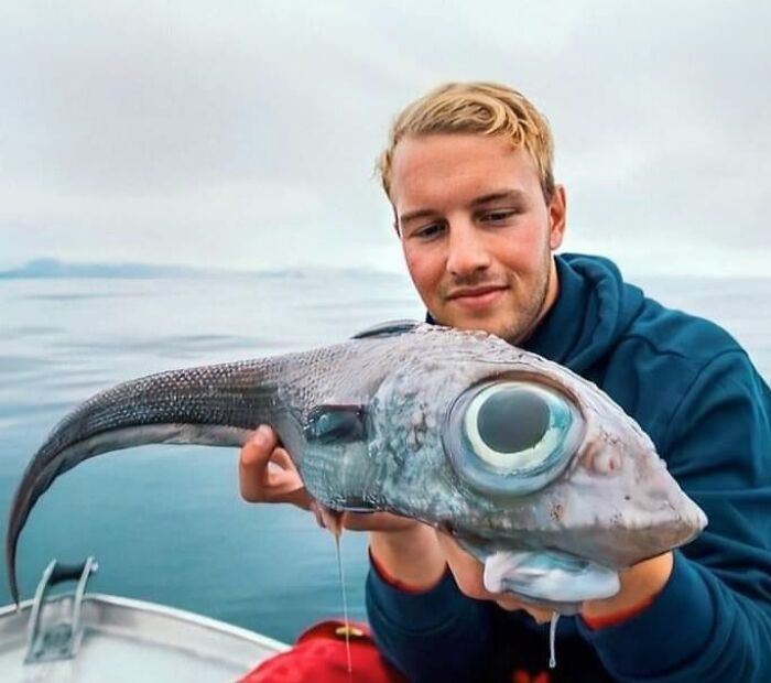Grenadero de roca, viven cerca del lecho oceánico