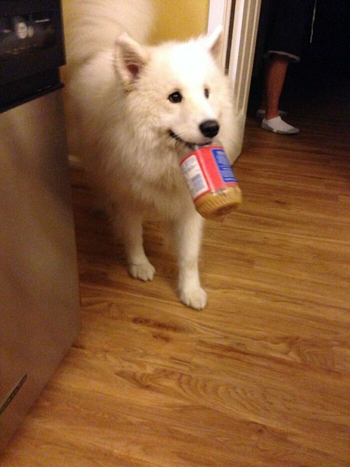 Perrito, no me robes la maldita crema de cacahuate