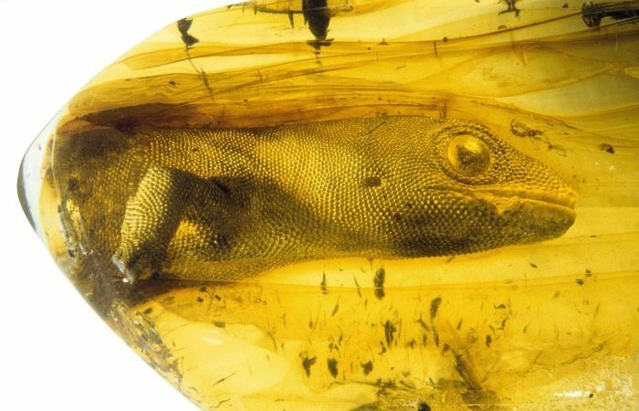 Gecko de hace 54 millones de años atrapado en ámbar