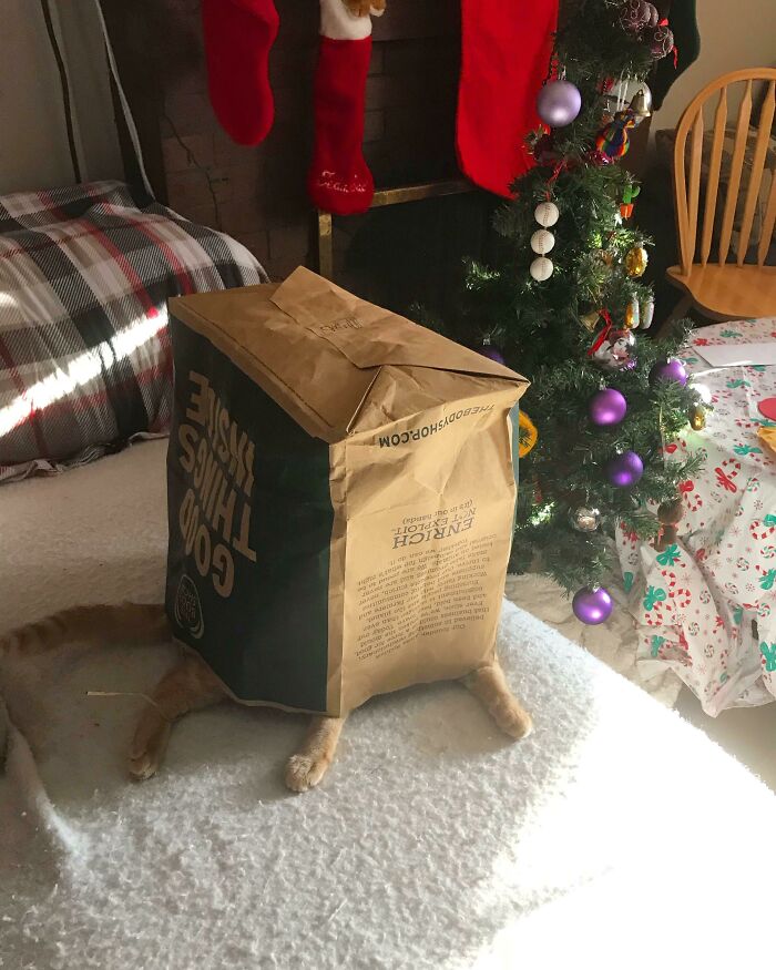 Mi gato cree de verdad que se esconde de mí con éxito