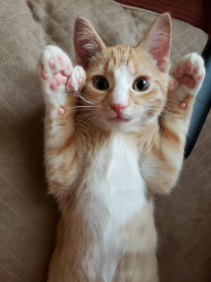 Yo también presumiría si tuviera patitas tan lindas como estas