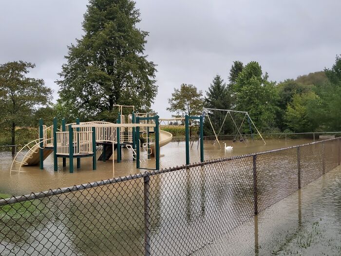 Mi parque infantil local se ha inundado y hay un cisne en él