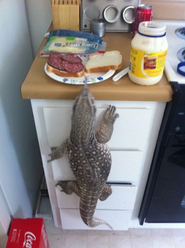 ¿Crees que estás en problemas cuando tu perro te ruega por comida?