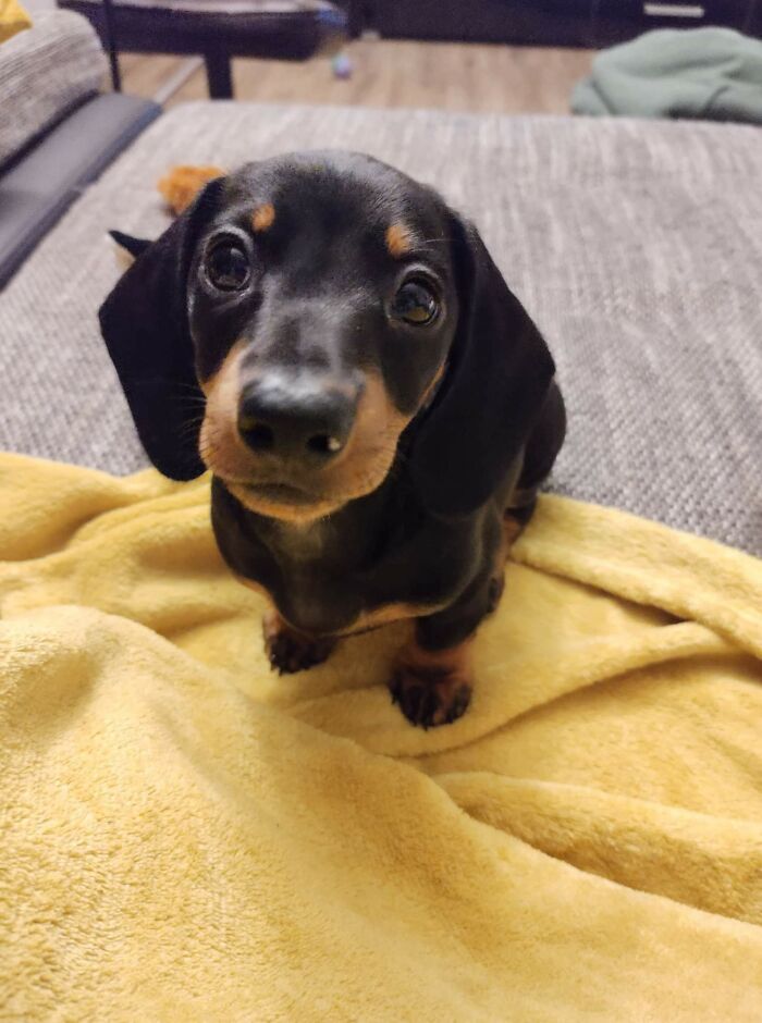 Acabo de adoptar a esta pequeña belleza, os presento a Sally, la perrita salchicha de 8 semanas de edad