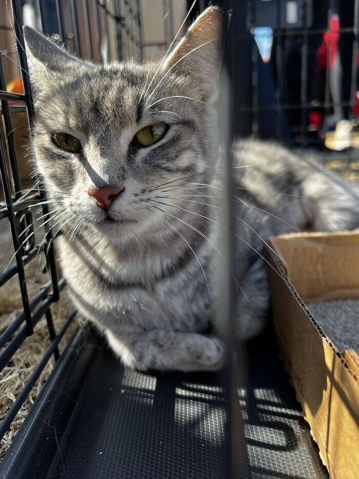 Adopté a esta dulzura hoy